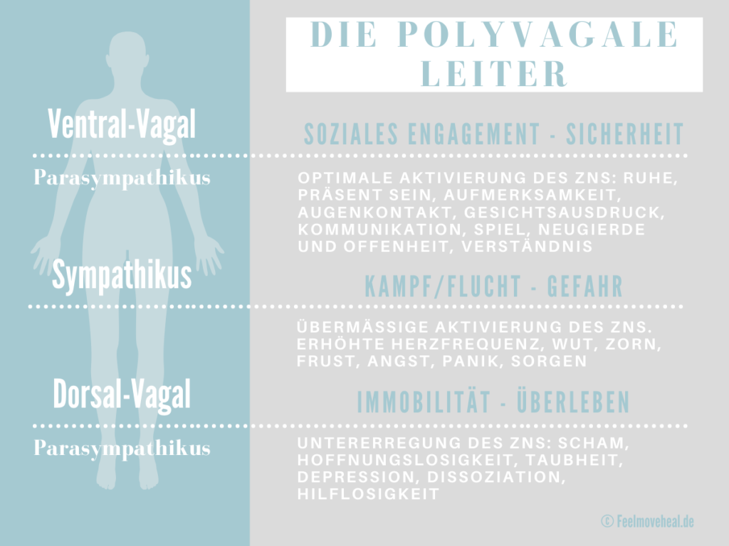 Polyvagale Theorie Leiter